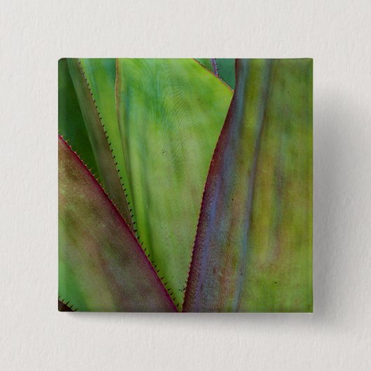 アガベプラント詳細 缶バッジ (正面)