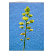 アガベ植物の花序。