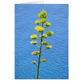 アガベ植物の花序。