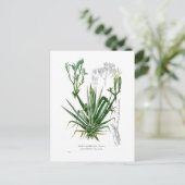 アガベ種 ポストカード (スタンド正面)