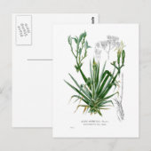 アガベ種 ポストカード (正面/裏面)