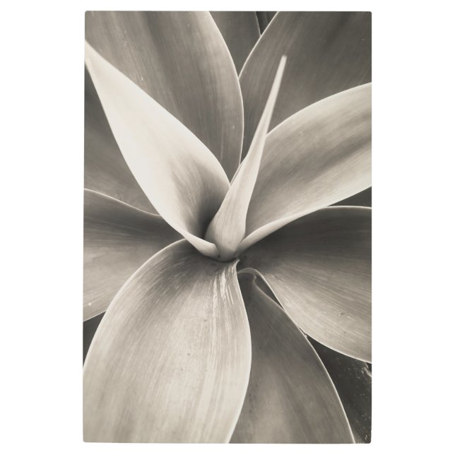 アガベ・アッテネータ メタルプリント (正面)