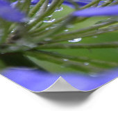 アガマンサス・プラエコックス、一般に~として知られる ポスター (角)