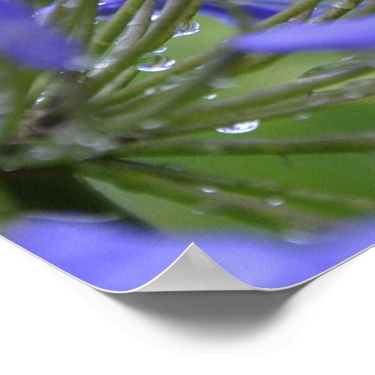 アガマンサス・プラエコックス、一般に~として知られる ポスター (角)