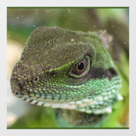 アガマ ウィンドウサイン