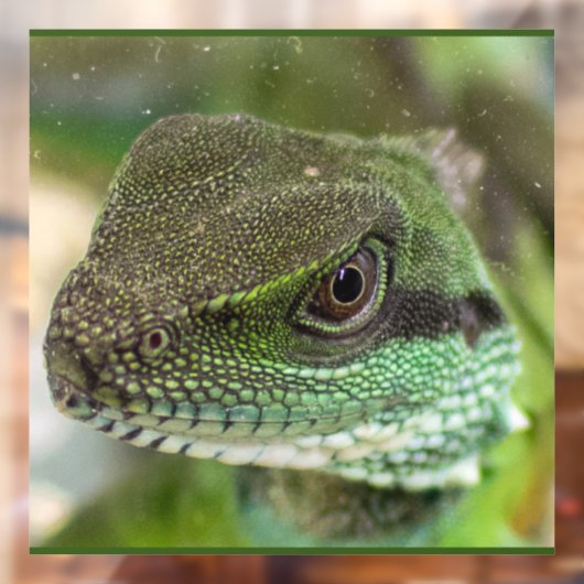 アガマ ウィンドウサイン (シート2)