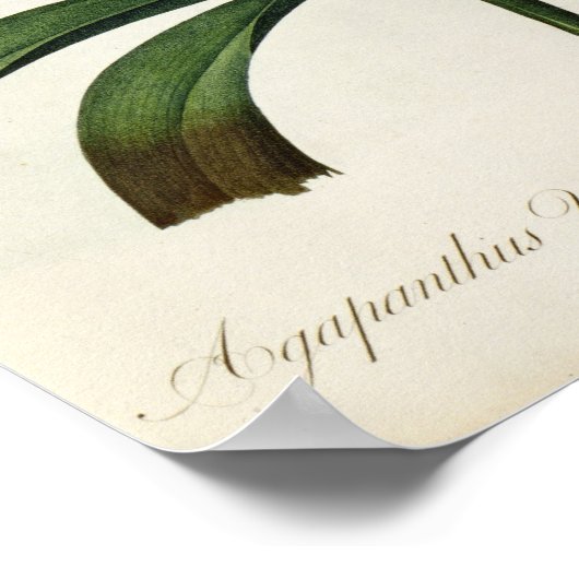 アガランサス傘 ポスター (角)