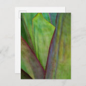 アガヴプラント詳細 ポストカード (正面/裏面)