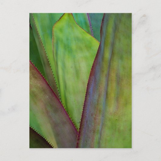 アガヴプラント詳細 ポストカード (正面)