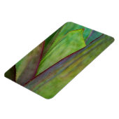 アガヴプラント詳細 マグネット (左側)