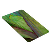 アガヴプラント詳細 マグネット (右側)