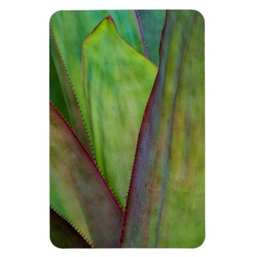 アガヴプラント詳細 マグネット (縦)