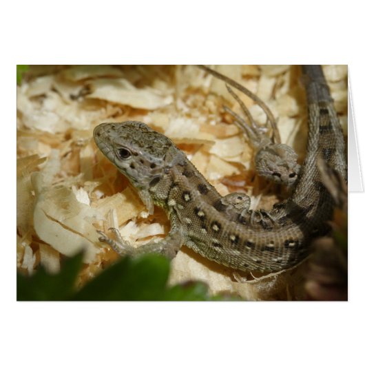 アギリス菌 (正面横)