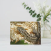 アギリス菌 ポストカード (スタンド正面)