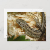 アギリス菌 ポストカード (正面/裏面)