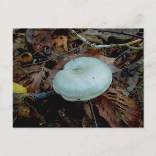 アクアキノコ#1はがき ポストカード (正面)
