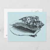 アクアコンチシェル ポストカード (正面/裏面)