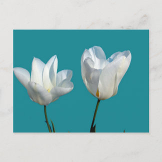 アクアブルーの背景に白いチューリップの花 ポストカード
