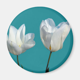 アクアブルーの背景に白いチューリップの花 マグネット