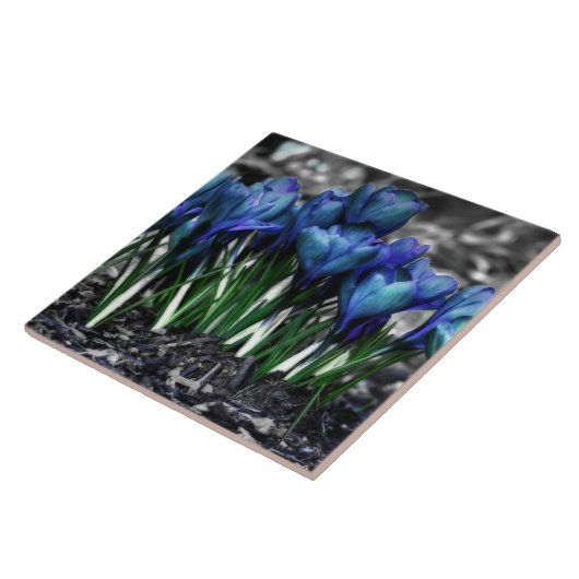 アクアブルークロカス開花 タイル (側面)