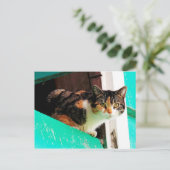 アクアマリンレッジの好奇心のカリコキャット ポストカード (スタンド正面)