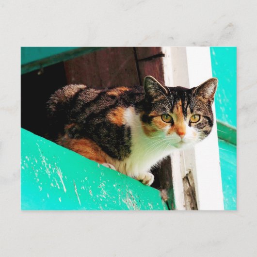 アクアマリンレッジの好奇心のカリコキャット ポストカード (正面)