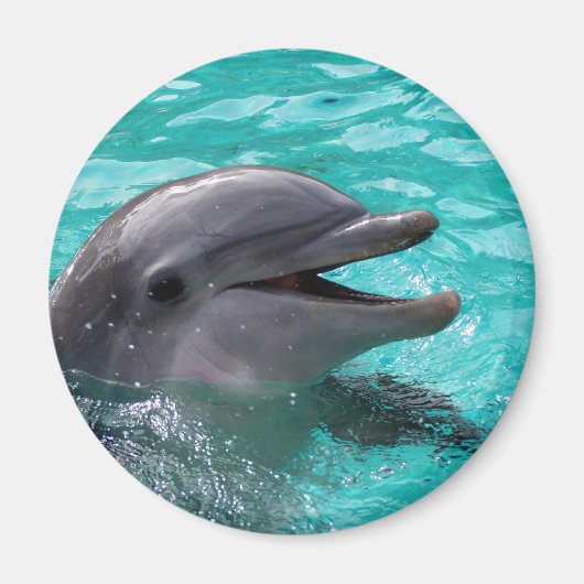 アクアマリン水のドルフィンヘッド マグネット (正面)