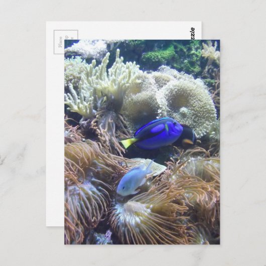 アクアリウムの魚の写真 ポストカード (正面/裏面)