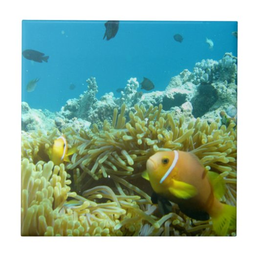 アクアリウムの魚 タイル (正面)