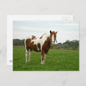 アクイボ色彩の鮮やかグホース ポストカード (正面/裏面)