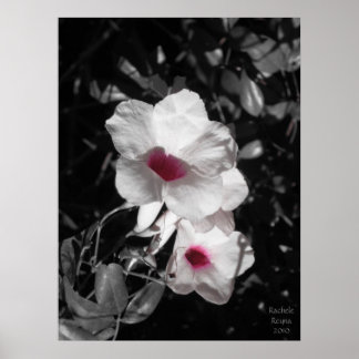 アクセント美しい ポスター