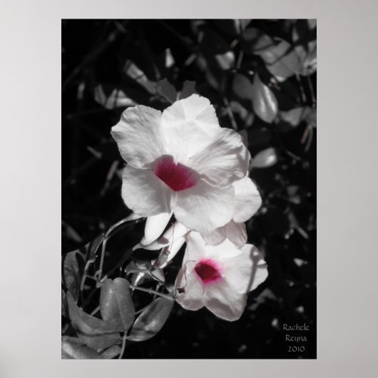 アクセント美しい ポスター (正面)