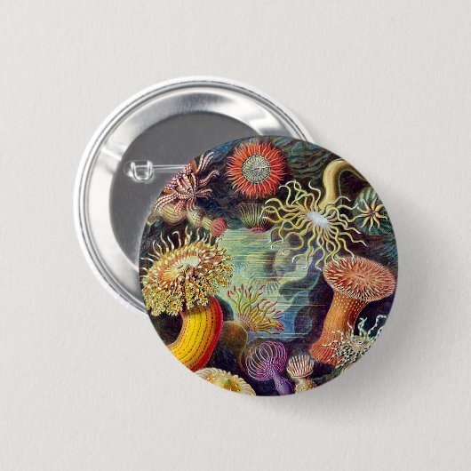 アクチニエイラストレーション絵画ズゲルマエルンストヘイケル 缶バッジ (正面&裏面)