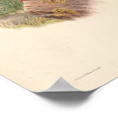 アクテノイズホムブロニカワセミヴィンテージバード ポスター (角)