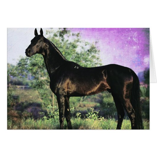 アクハルテキスタリオン (正面横)