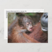 アクマドの新生児ソンアットキャンプリーキー 案内ポストカード (正面/裏面)