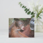 アクマドの新生児ソンアットキャンプリーキー 案内ポストカード (スタンド正面)