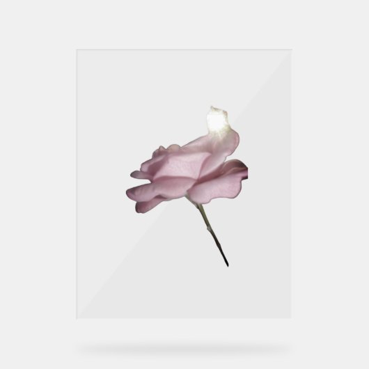 アクリル標識バラデザインスタイル アクリルサイン (正面)