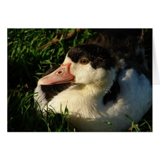 アクリング (正面横)