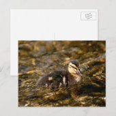 アクリング ポストカード (正面/裏面)