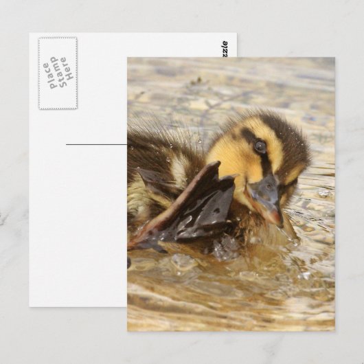 アクリング ポストカード (正面/裏面)