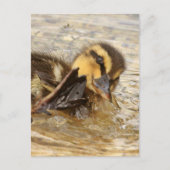 アクリング ポストカード (正面)