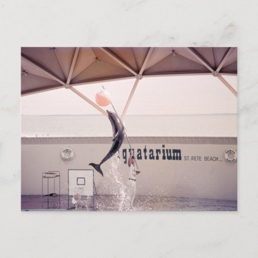 アクワタリウムセントピータービーチフロリダ州のポストカード ポストカード (正面)