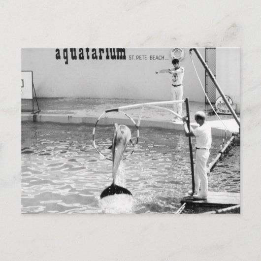 アクワタリウムセントピートビーチフロリダ, イルカ ポストカード (正面)