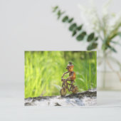 アクーン小妖精や小人が自転車はがきに乗って ポストカード (スタンド正面)