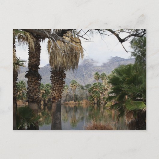 アグアカリエンテパークツーソンAz ポストカード (正面)