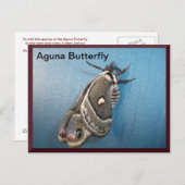 アグナバタフライ葉書#2 ポストカード (正面/裏面)