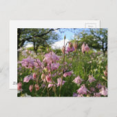 アケレイエンウィーズウンターアフェルバメン ポストカード (正面/裏面)