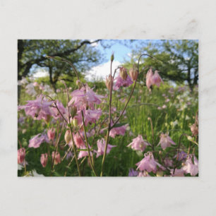 アケレイエンウィーゼアンターアフェルベュメン ポストカード