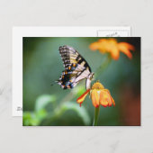 アゲハチョウとティトニアポストカード ポストカード (正面/裏面)